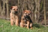 BORDER TERRIER 126